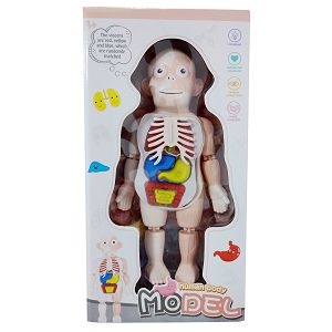 Igra didaktička Human Body Model 435078