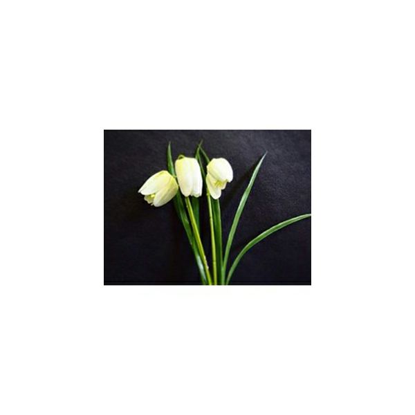 dekorativni-cvijet-visibaba-pjegava-29cm-3kom-krem-249457-84284-kp_1.jpg